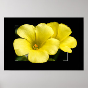 Póster flores amarillas estampado