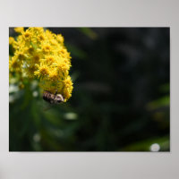 Flores amarillas fotografía de la naturaleza de Be