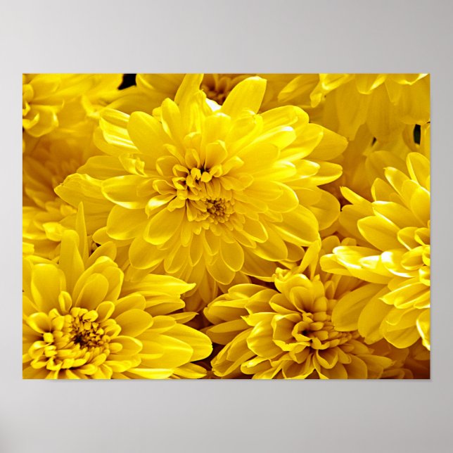 Póster Flores amarillas frescas Cerrar (Frente)