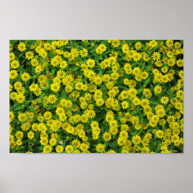 Póster Flores Amarillas Pequeñas y Bonitas (Frente)