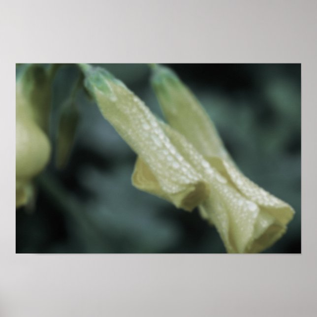 Póster Flores Amarillas - Rocío de la Mañana (Frente)