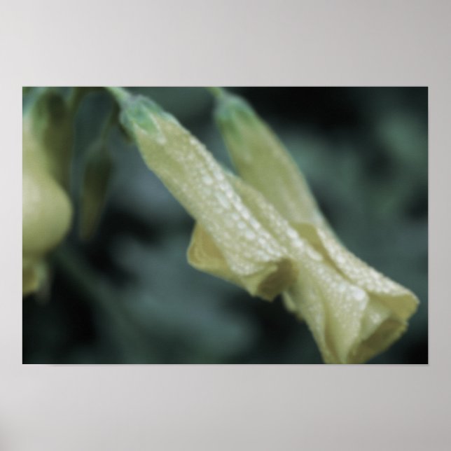 Póster Flores Amarillas - Rocío de la Mañana (Frente)