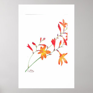 Póster Flores anaranjadas