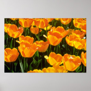 Póster Flores anaranjadas de los tulipanes