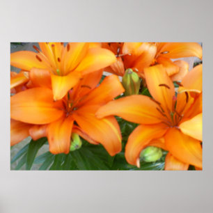 Póster Flores anaranjadas del lirio