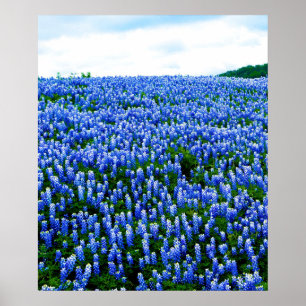 Póster Flores azules de Bluebonnets Texas Poster Floral d