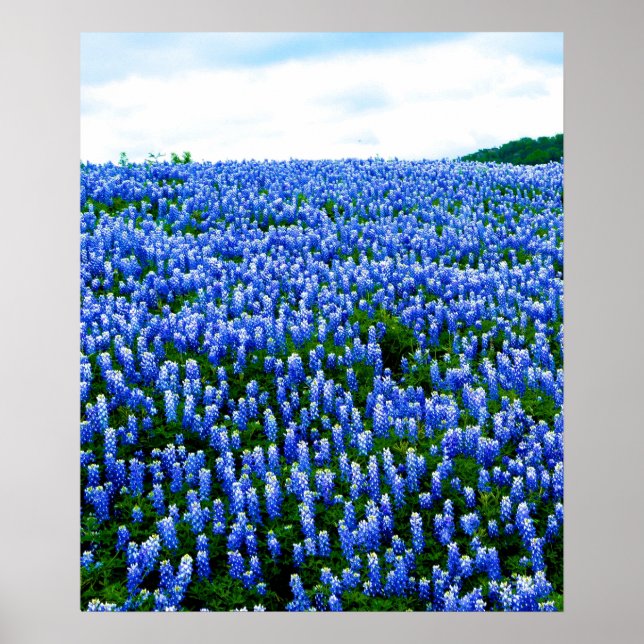 Póster Flores azules de Bluebonnets Texas Poster Floral d (Frente)