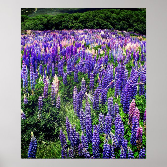 Póster Flores azules de Bluebonnets Texas Poster Floral d (Frente)