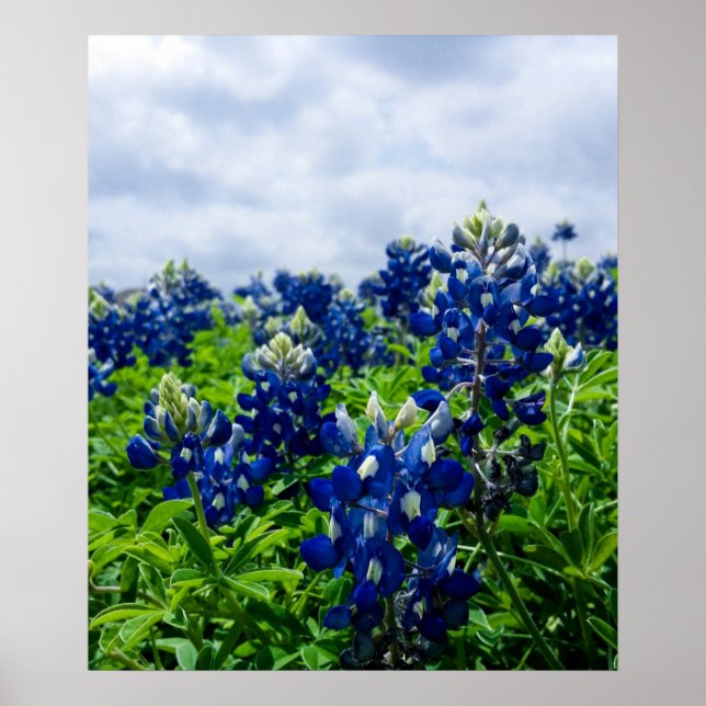 Póster Flores azules de Bluebonnets Texas Poster Floral d (Frente)