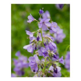 Póster Flores azules delicadas en un campo verde en prima