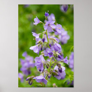 Póster Flores azules delicadas en un campo verde en prima