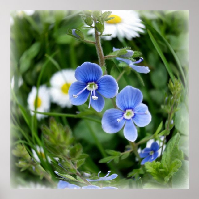 Póster flores azules minúsculas (Frente)