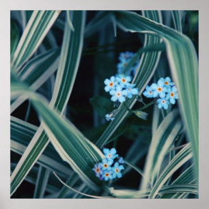 Póster Flores azules olvidadas-no-en-hierba