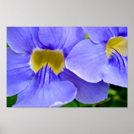 Póster Flores azules Streptocarpus Speicies