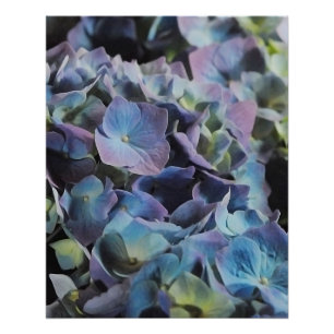 Póster Flores azules y púrpuras del Hydrangea