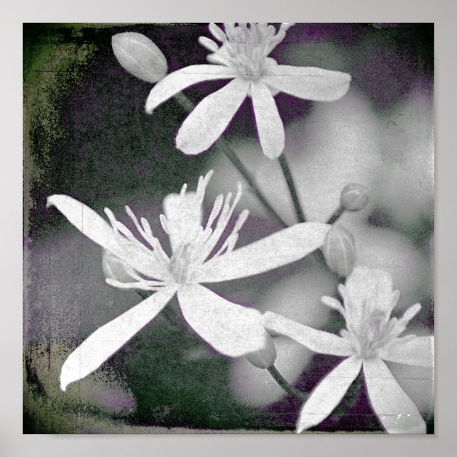 Póster Flores blancas (Frente)