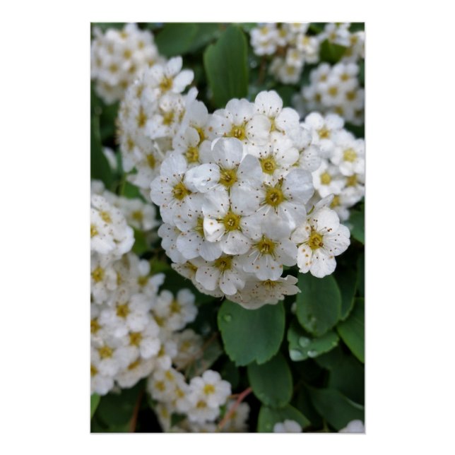 Póster Flores blancas brillando (Anverso)