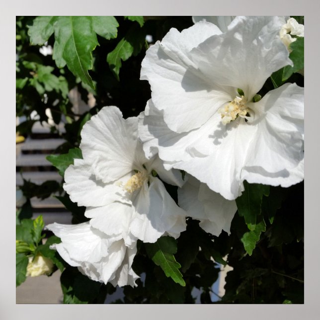Póster flores blancas cálidas (Frente)