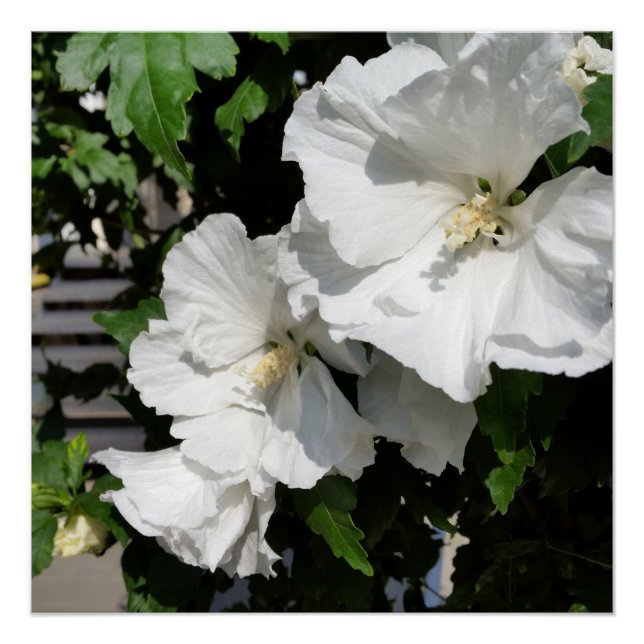 Póster flores blancas cálidas (Anverso)