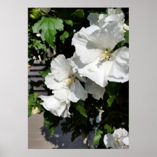 Póster flores blancas cálidas