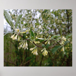 Póster Flores blancas cremosas en arbusto después de la l