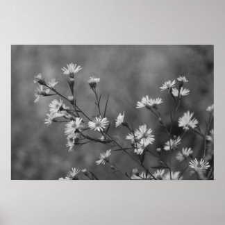 Póster Flores blancas de B&W