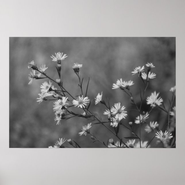 Póster Flores blancas de B&W (Frente)