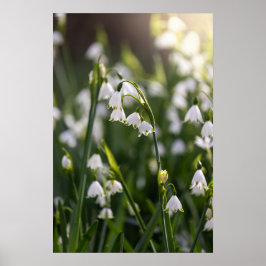 Póster Flores blancas de copo de nieve de verano