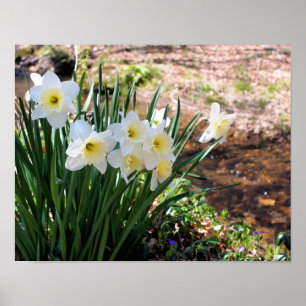 Póster Flores Blancas De Daffodil Por Brook