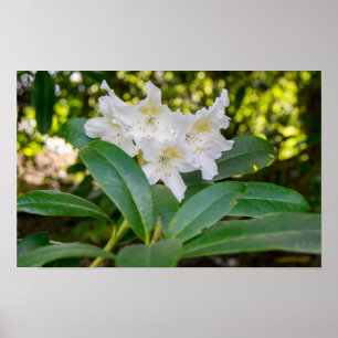 Póster Flores blancas de Rhododendron, Allan Park, Norlan