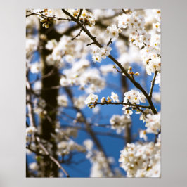 Póster Flores blancas delante de un cielo blanco