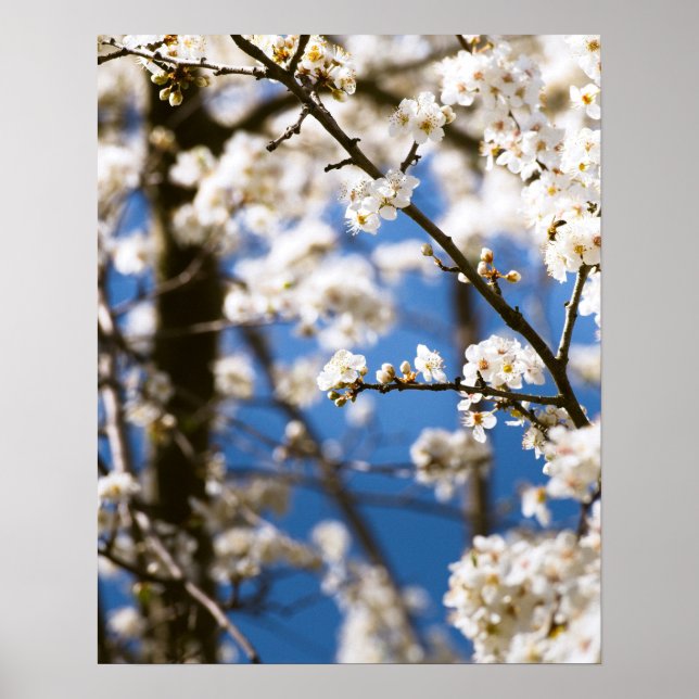 Póster Flores blancas delante de un cielo blanco (Frente)