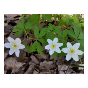 Póster flores blancas diminutas