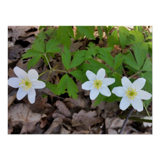 Póster flores blancas diminutas (Anverso)
