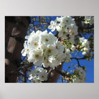 Póster Flores blancas en el árbol perverso ornamental