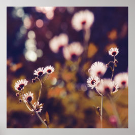 Póster Flores blancas en el morado solar Bokeh
