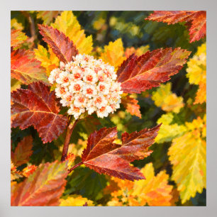 Póster Flores blancas entre hojas de otoño carmesí
