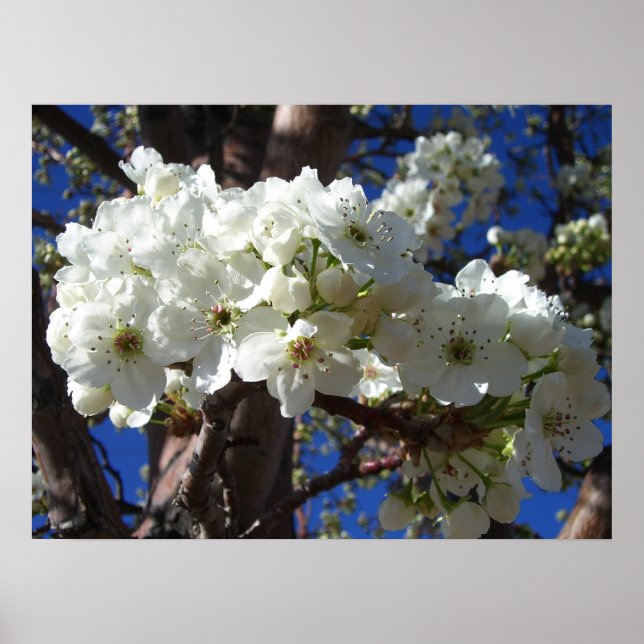 Póster Flores blancas II Árbol de flores primavera (Frente)
