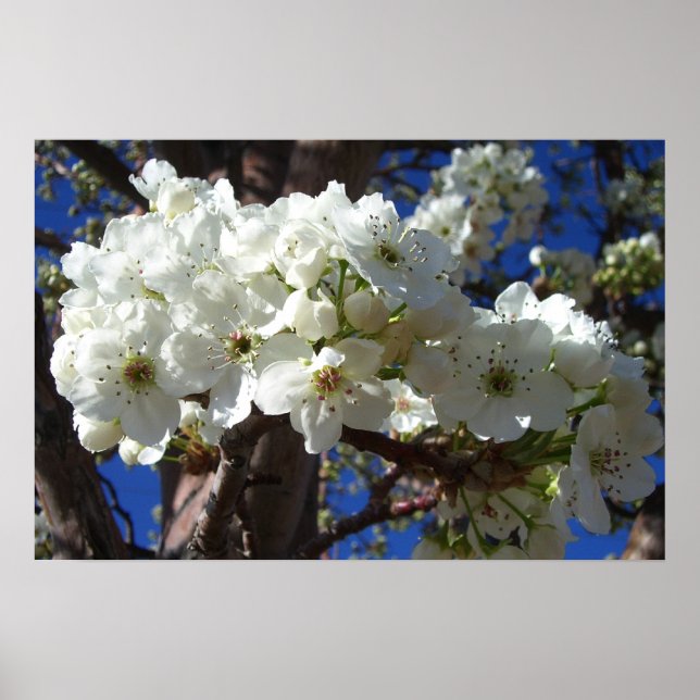 Póster Flores blancas II Árbol de flores primavera (Frente)