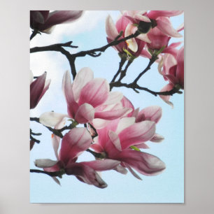 Póster Flores blancas rosadas del tulipano de la magnolia