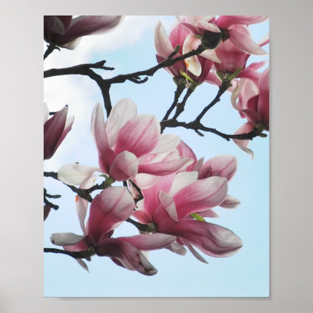 Póster Flores blancas rosadas del tulipano de la magnolia (Frente)