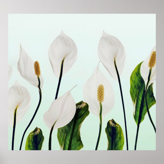 Póster Flores blancas sin soldadura azul (Frente)