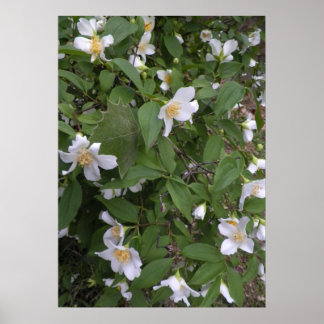 Póster Flores blancas y amarillas