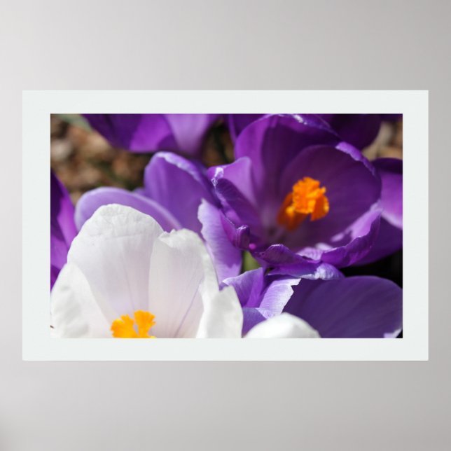 Póster Flores blancas y moradas de primavera (Frente)