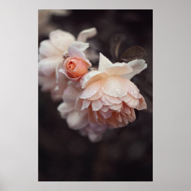 PÓSTER FLORES BLANCO Y ROJO EN LENTOS MACRO (Frente)