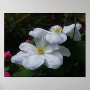Póster Flores blandas de clematis blanco efecto Orton