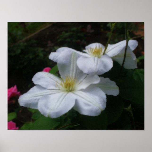 Póster Flores blandas de clematis blanco efecto Orton (Frente)