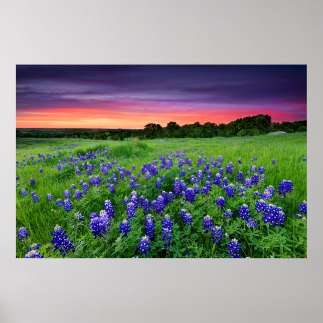 Póster Flores | Bluebonnets en Sunset Texas (Frente)