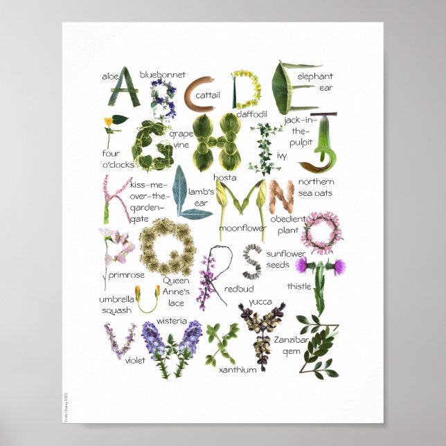 Póster Flores botánicas Alfabetización Poster de Nursery  (Frente)