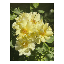 Póster Flores botánicas amarillas